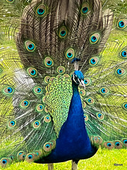 The colouring up close is amazing!