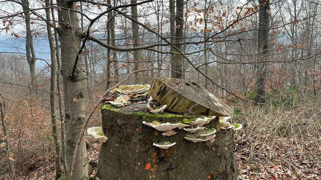 Polypore