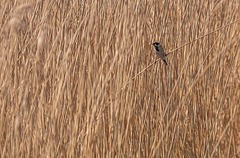 Reed bunting