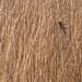 Reed bunting