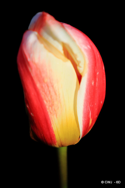 April Tulips