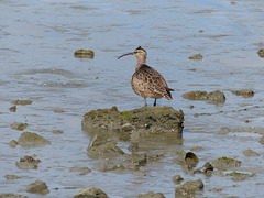 Whimbrel on San Francisco Bay (2) - 21 April 2016