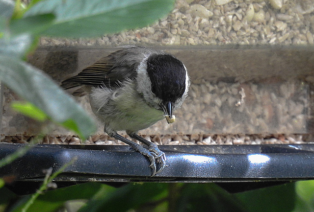 20170704 2297CPw [D~LIP] Weidenmeise (Poecile montanus), Bad Salzuflen