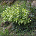 helleborus foetidus