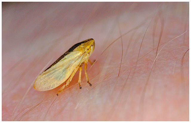 Froghopper IMG_1159