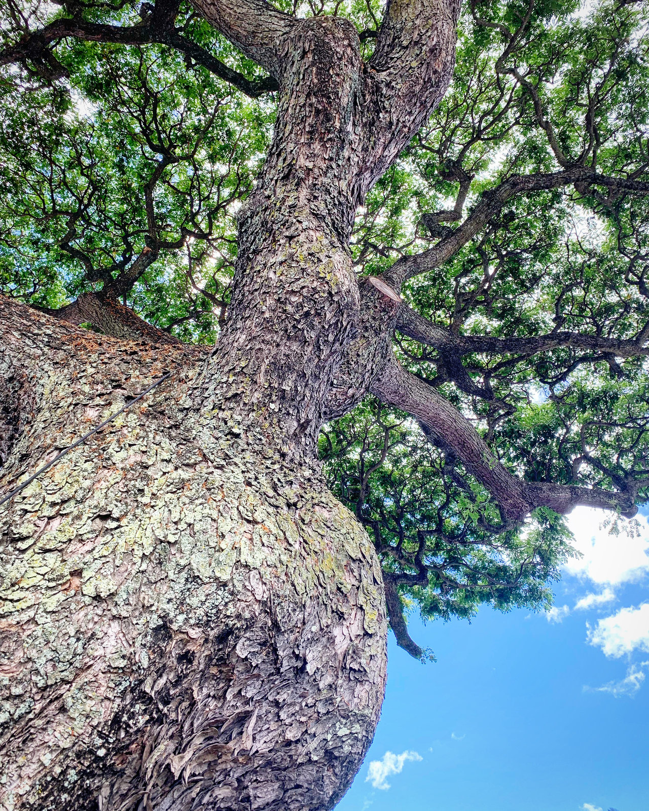 tree detail