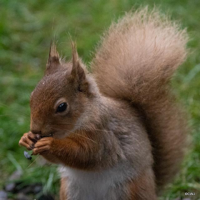 Breakfast in the rain...