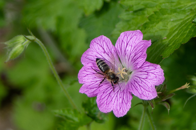 Bee pollen Geranium #3