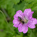 Bee pollen Geranium #3