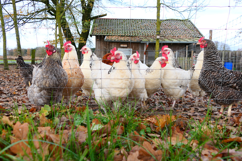 Are you gonna feed us? (HFF)