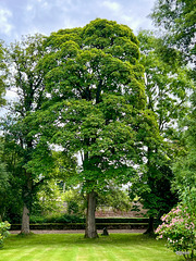 Old trees on the Kinsteary Estate (house dates to 1700)
