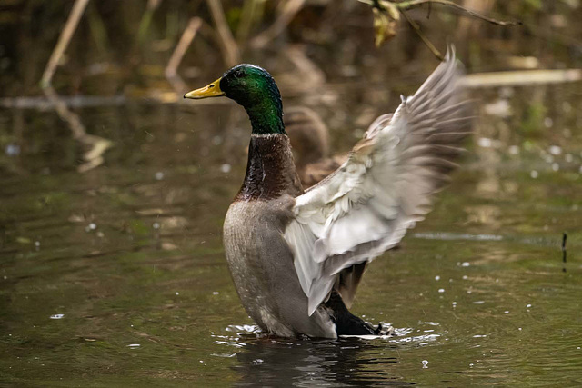 Mallard