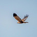 Marsh harrier