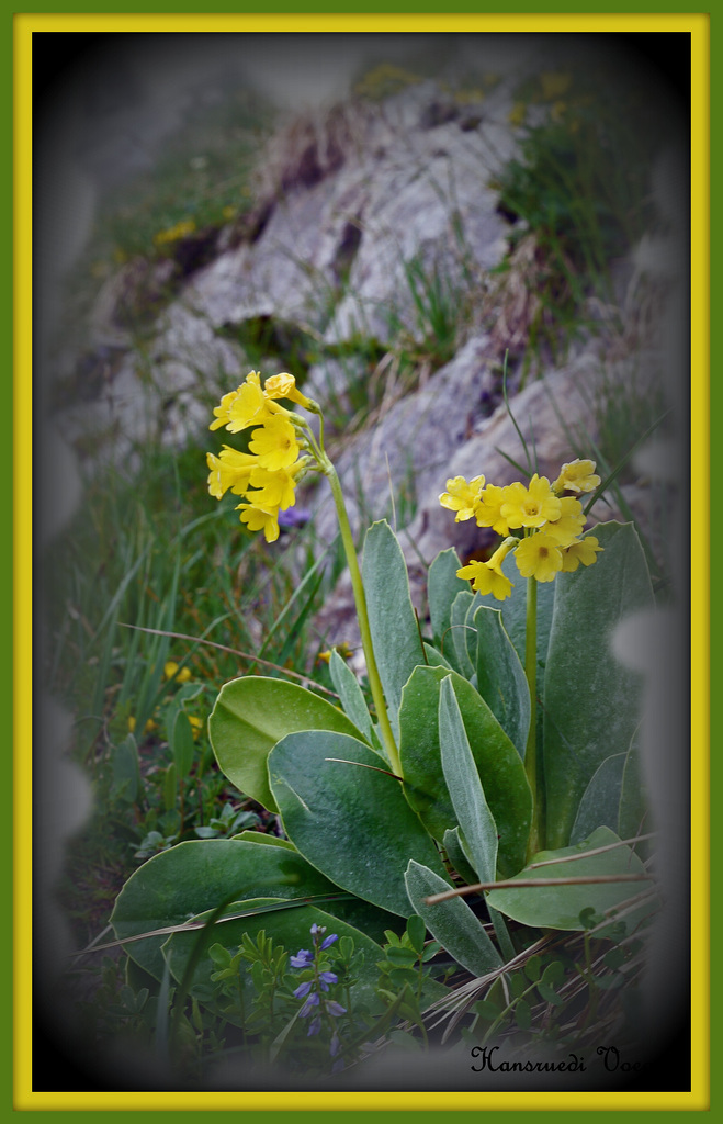 Flüblümchen Primelgewächs/Alpen-Aurikel-Rauschkraut-Schwindelkraut