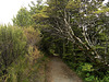 Alpine beech forest, NP Tongariro