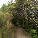 Alpine beech forest, NP Tongariro