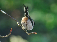 Long Tailed Tit