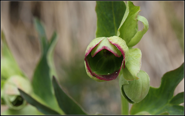 helleborus foetidus