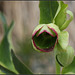 helleborus foetidus