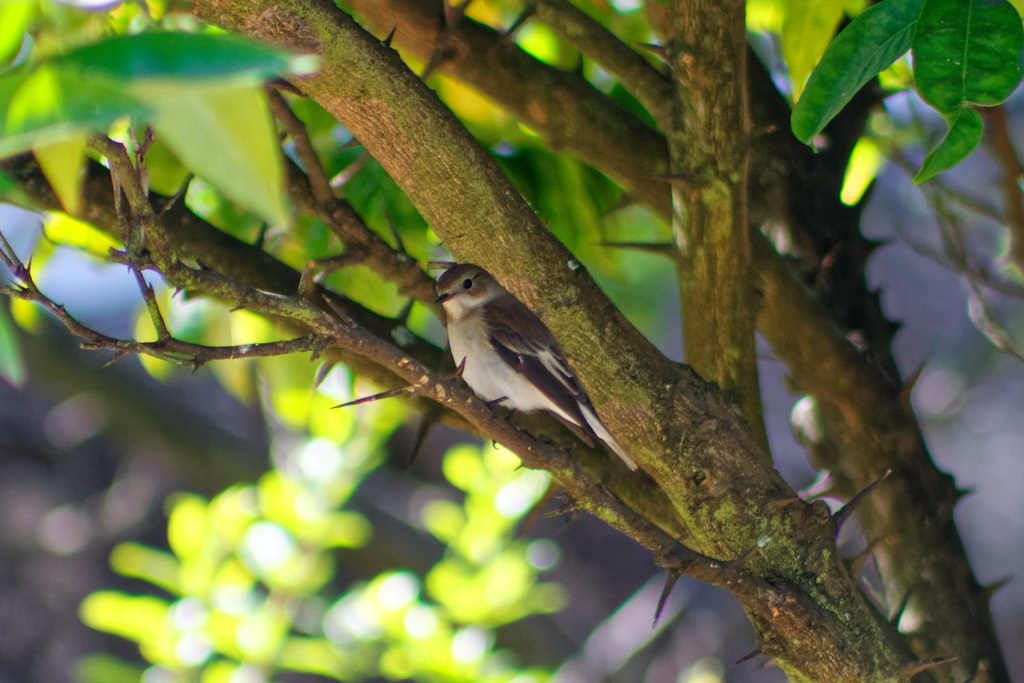 Saxicola rubicola