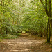 The way through the woods