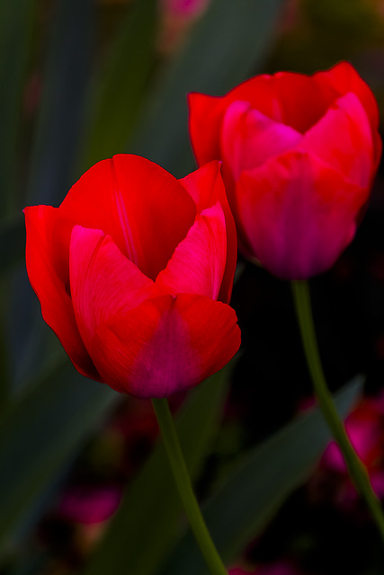 pareja de tulipanes rojos