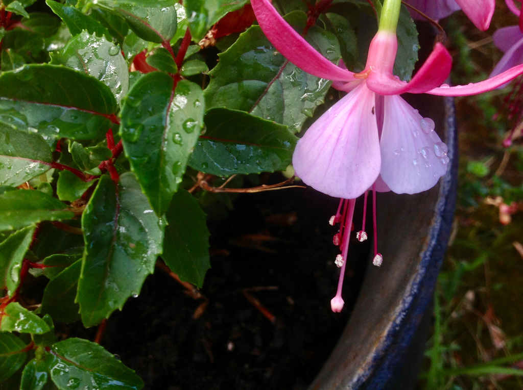 Larmes de pluie .