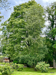 Old trees on the Kinsteary Estate (house dates to 1700)