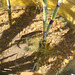 Newts in my small garden pond