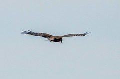 Marsh harrier