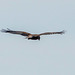 Marsh harrier