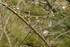 Raindrops on Branches