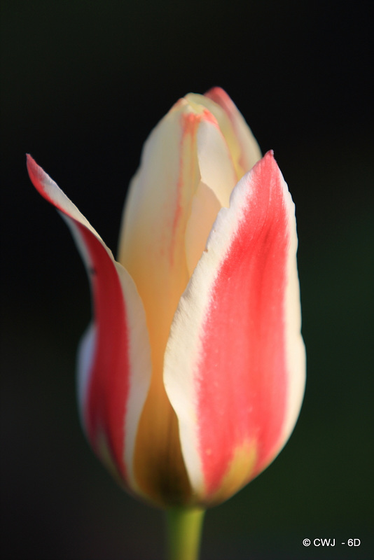 April Tulips