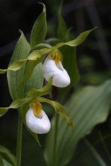 Cypripedium montanum fma. praetertinctum