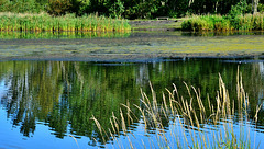Reeds and Reflections at Bigwater
