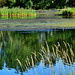 Reeds and Reflections at Bigwater