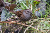 20150305 7144VRTw [D~RI] Heckenbraunelle (Prunella modularis), Rinteln