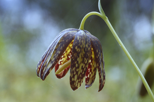 Checker Lily