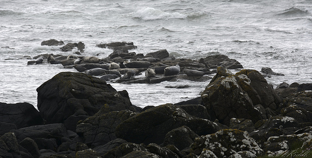 The Seals of Kildonan