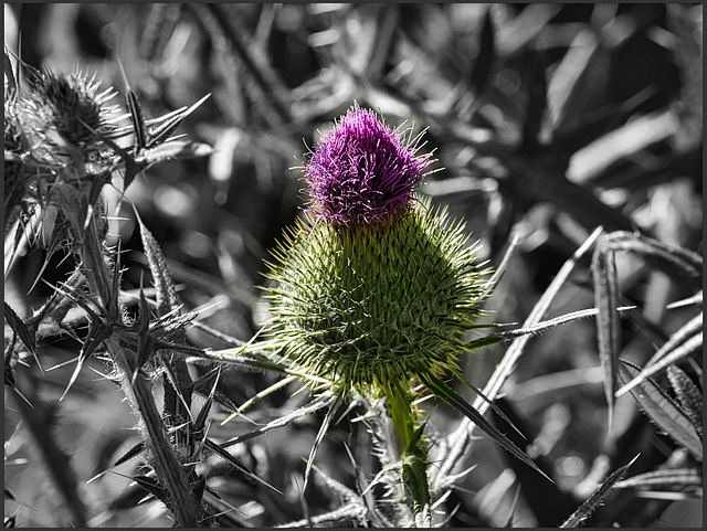 Distel