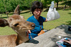 Animal sacré ou pas, on voudrait manger tranquillement !