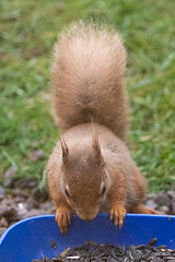 Breakfast in the rain...