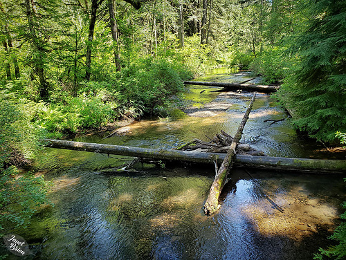 Beautiful Silver Creek at Silver Falls State Park! (+5 insets)