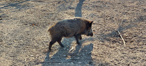 Karlstern animal park
