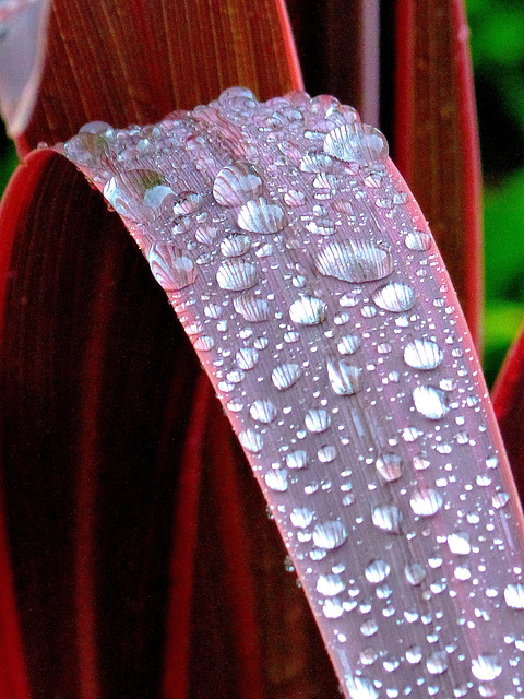 ... pluie  ...