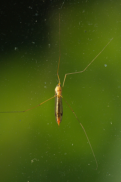 Besuch am Fenster