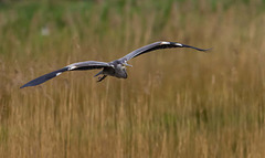 Heron