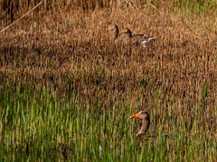 Geese