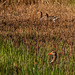 Geese