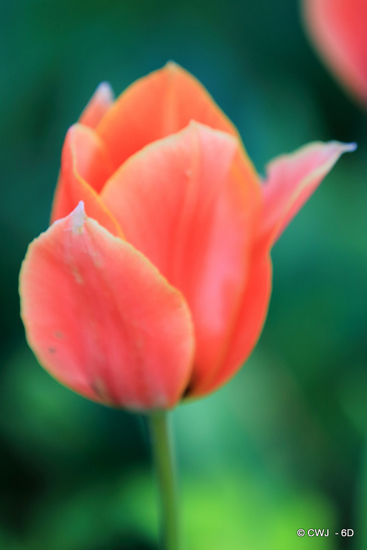 April Tulips
